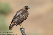 HAWKS, EAGLES, OSPREY